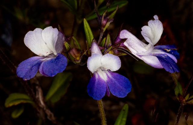 Collinsia grandiflora 20-9950.jpg